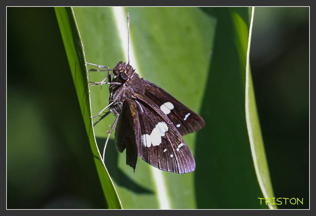 _H1A6830.jpg - 20170904 獨立山步道生態