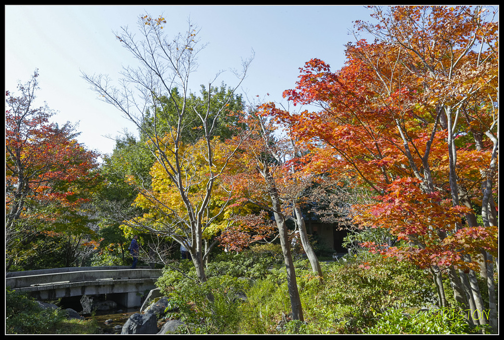 _H1A1725.jpg - 20171103 日本只見線、會津若松五色沼、昭和記念公園賞紅葉