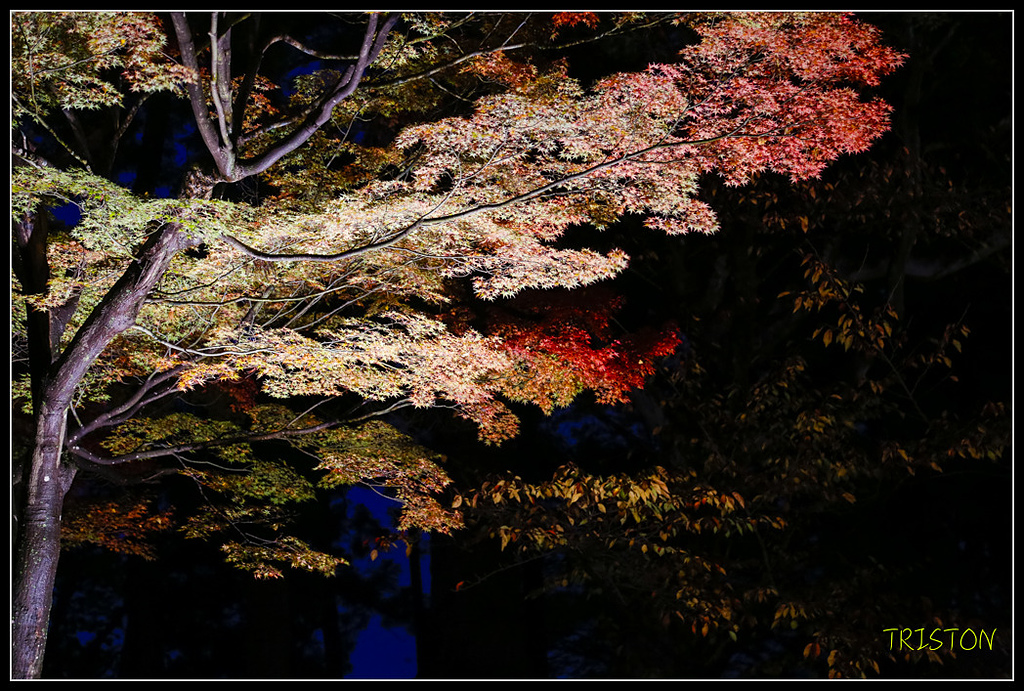 _H1A1026.jpg - 20171103 日本只見線、會津若松五色沼、昭和記念公園賞紅葉