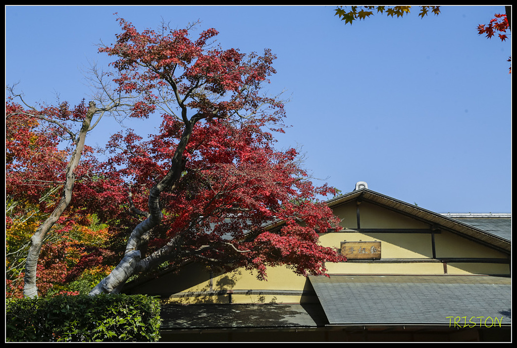 _H1A1712.jpg - 20171103 日本只見線、會津若松五色沼、昭和記念公園賞紅葉