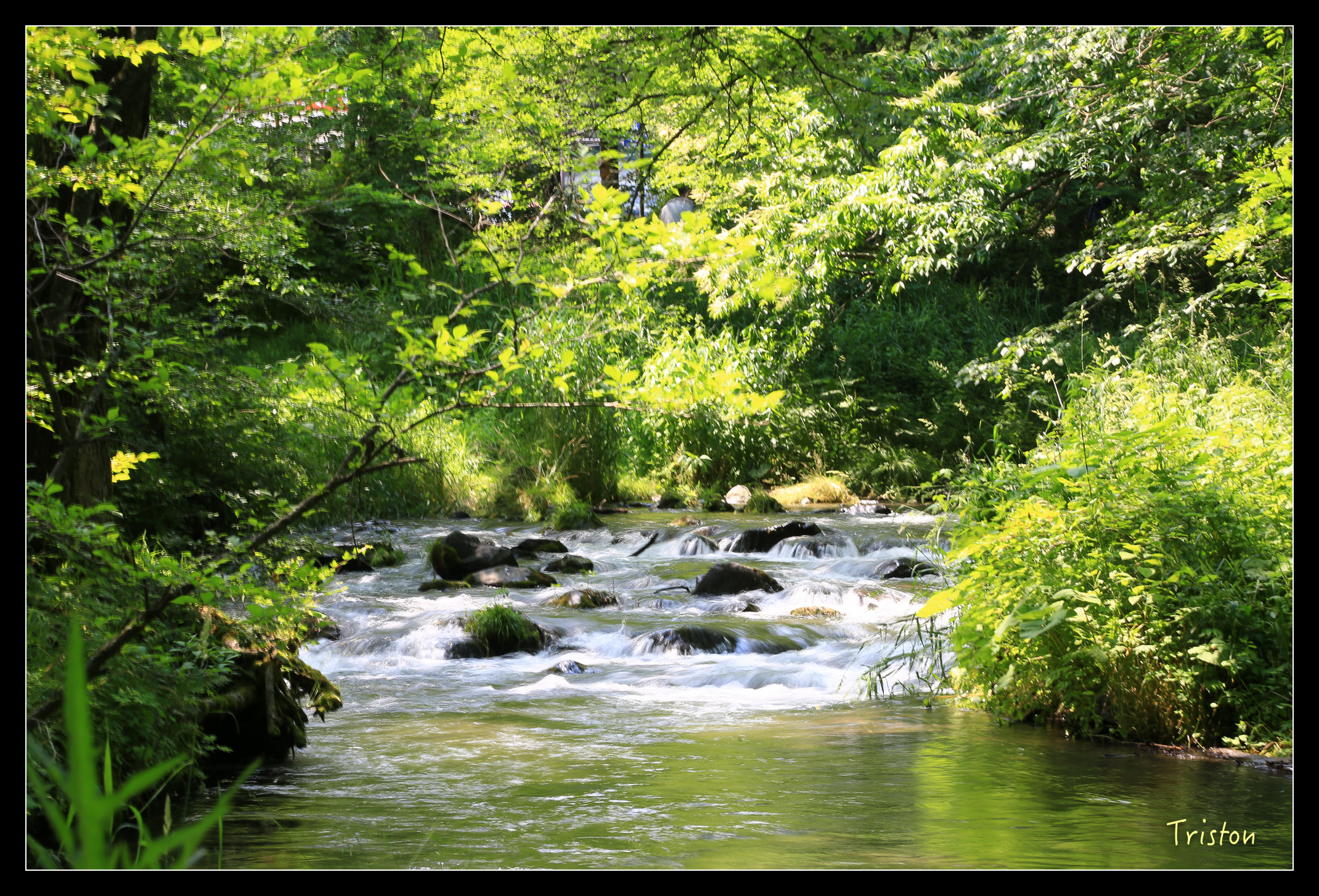 JH1A9102.jpg - 20150628 東京輕井澤日光