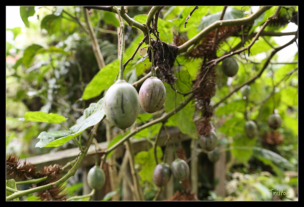 JH1A9721.jpg - 20150920 石棹,霧之道 茶之道 雲之道