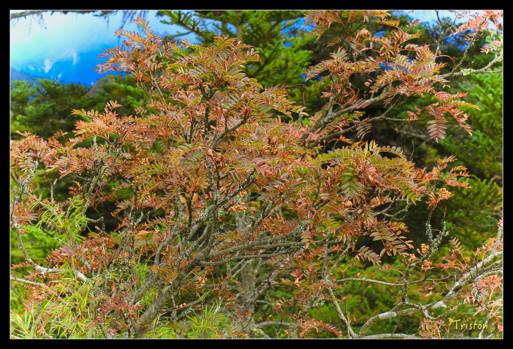 IMG_8646.jpg - 20151017 郡大林道、望鄉山、郡大山