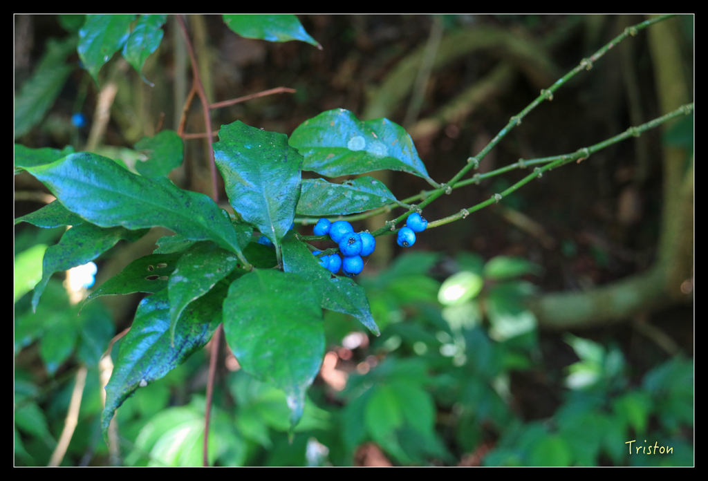 IMG_0476.jpg - 20151107 富士坪古道