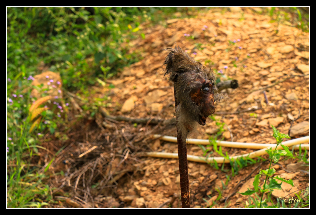 IMG_9660.jpg - 20151202 老七佳部落