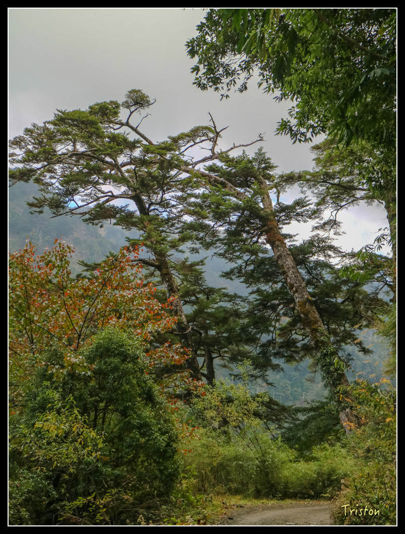 IMG_0937.jpg - 20151205 合歡溪步道、108K楓之谷