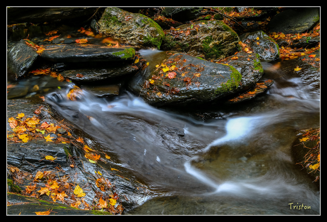 JH1A1056.jpg - 20151205 合歡溪步道、108K楓之谷