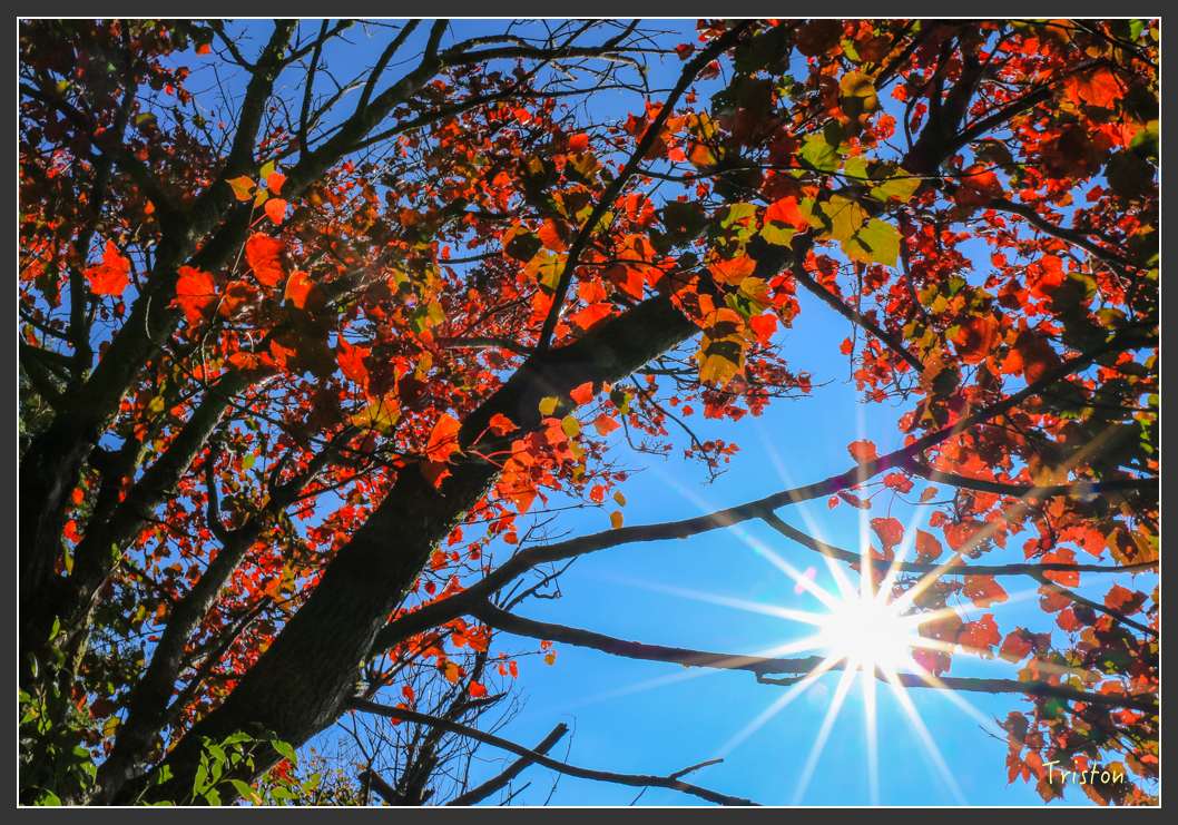 IMG_0696.jpg - 20151219 鳶嘴稍來山、小雪山林道