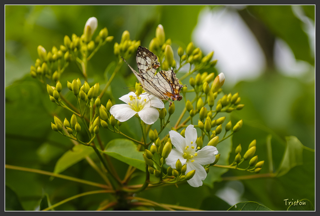 JH1A8738.jpg - 20160426 銅鑼天空步道、天空之城、荷苞山