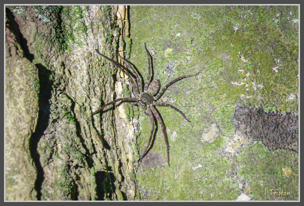 _MG_9231.jpg - 20160717 峰老師夜觀