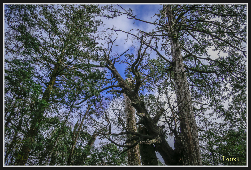00123.jpg - 20161231 明池 神木園