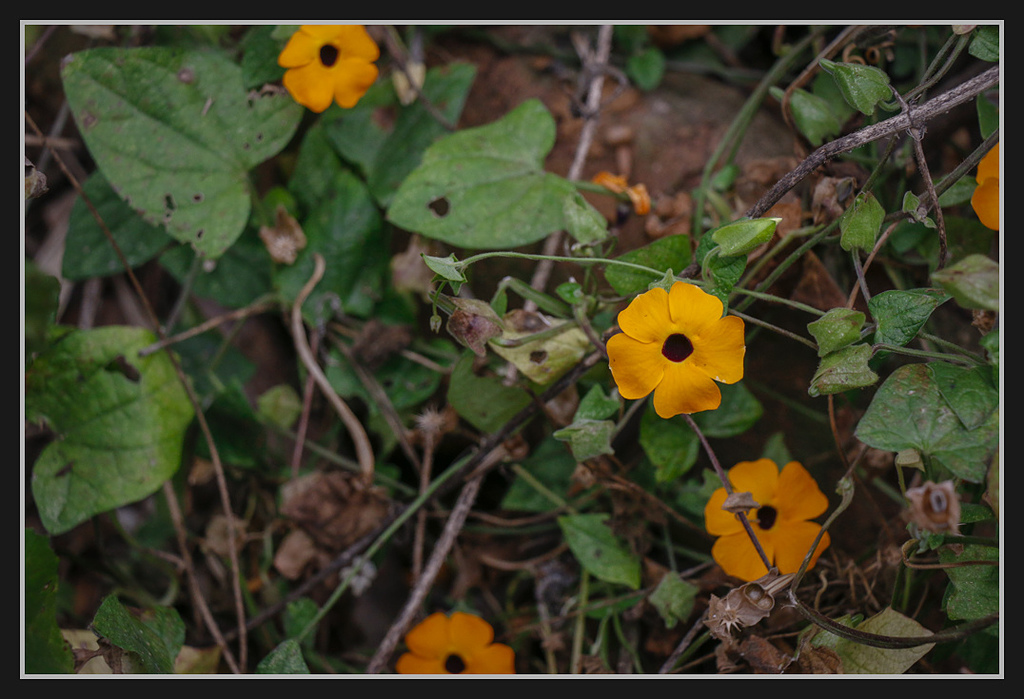 _MG_0066.jpg - 20170205 柴山盤榕雅座路線