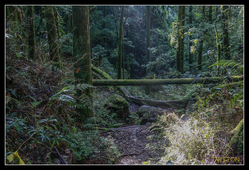 _MG_0330.jpg - 20170723 水漾森林