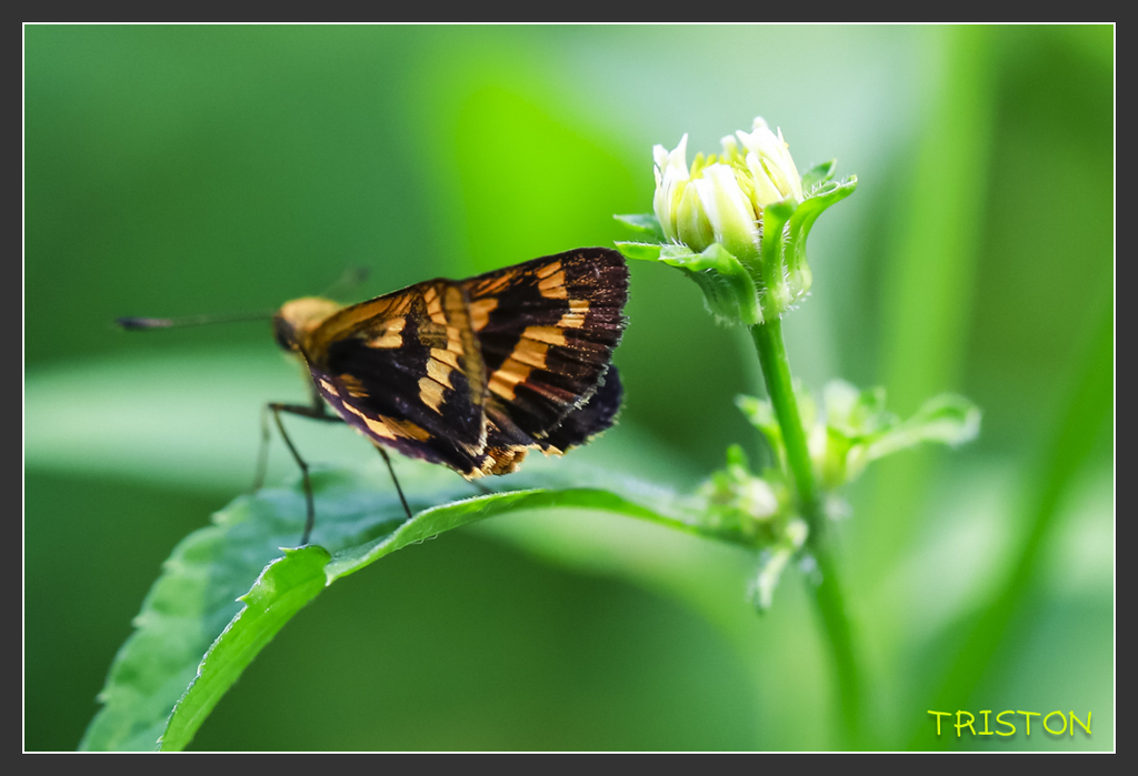_H1A6932.jpg - 20170904 獨立山步道生態