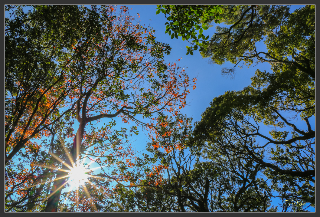 IMG_0707.jpg - 20151219 鳶嘴稍來山、小雪山林道
