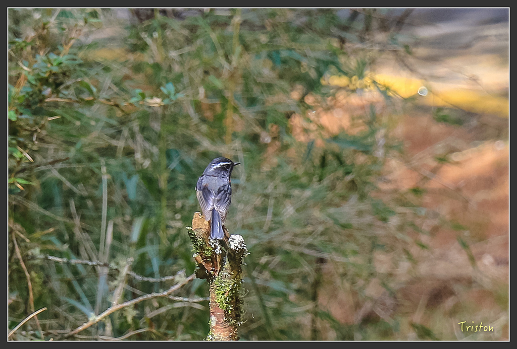 IMG_6189.jpg - 20160402 鹿林麟趾東埔山