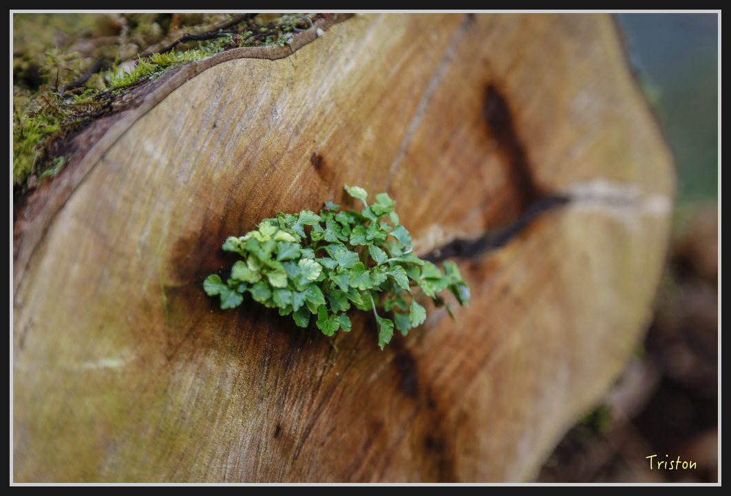 00142.jpg - 20161231 明池 神木園
