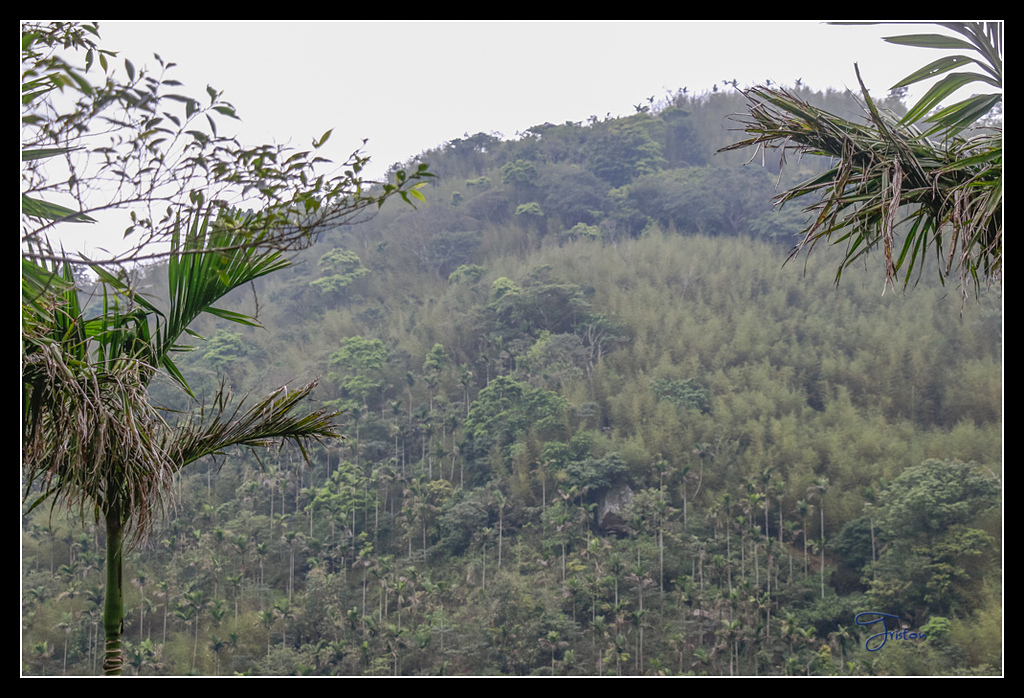_MG_0089.jpg - 20170429 關仔嶺雞籠山