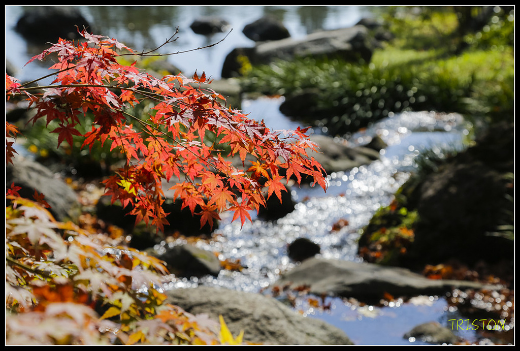 _H1A1742.jpg - 20171103 日本只見線、會津若松五色沼、昭和記念公園賞紅葉
