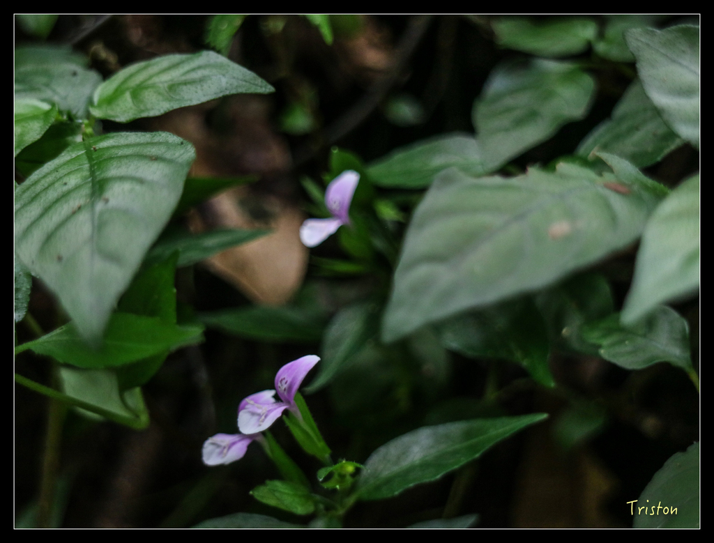 IMG_0568.jpg - 20151107 富士坪古道