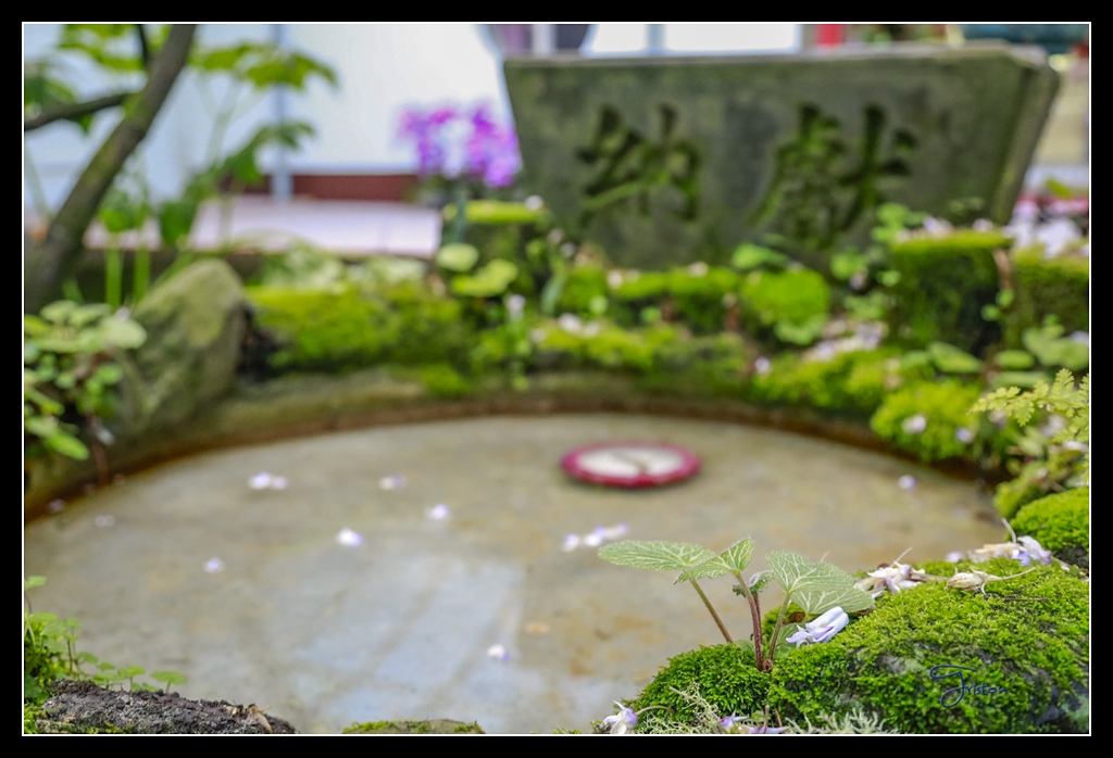 _H1A3770.jpg - 20170425 阿里山+圓潭螢火蟲