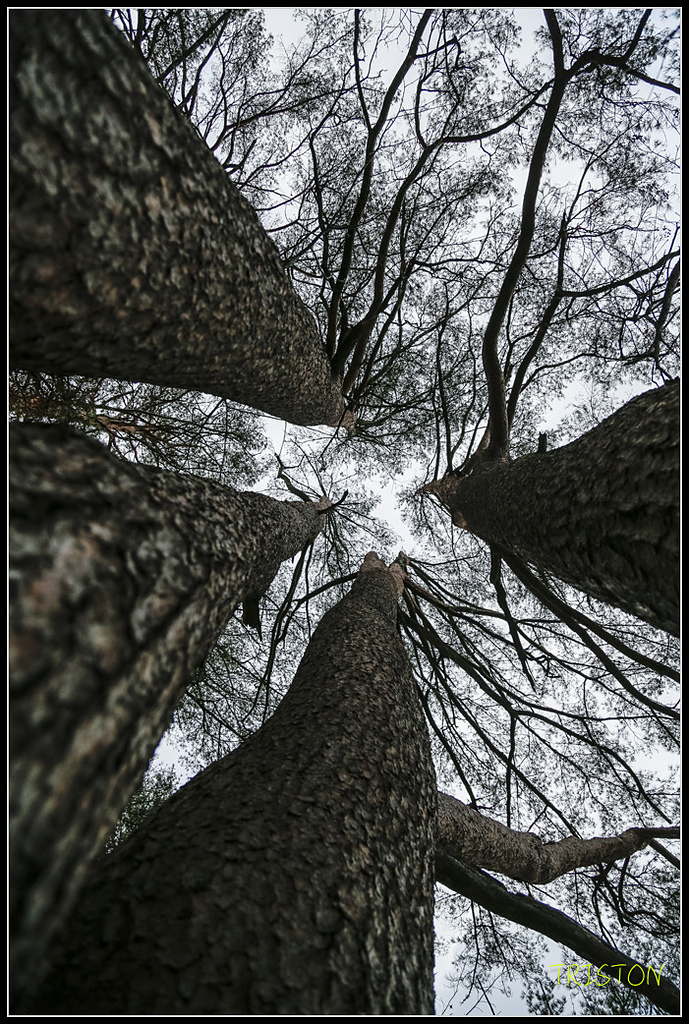 _H1A1166.jpg - 20171103 日本只見線、會津若松五色沼、昭和記念公園賞紅葉