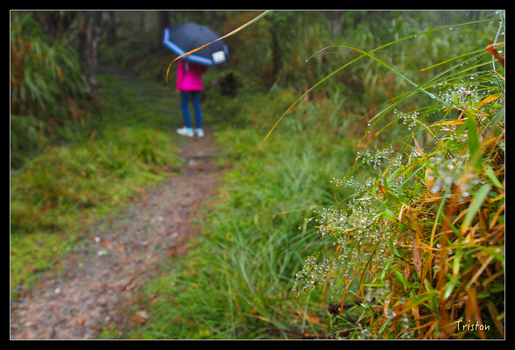 PA240152.jpg - 20151024~25 幾米公園、翠峰湖、翠峰山屋、望洋山步道、山毛櫸步道