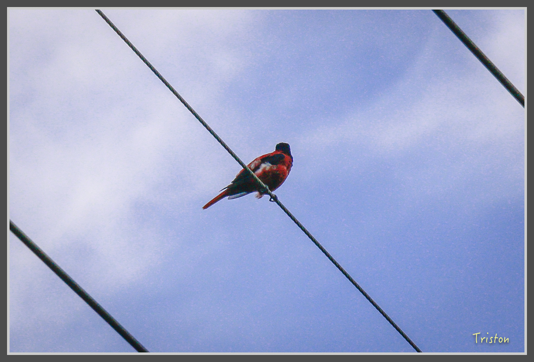 _MG_9203.jpg - 20160717 峰老師夜觀