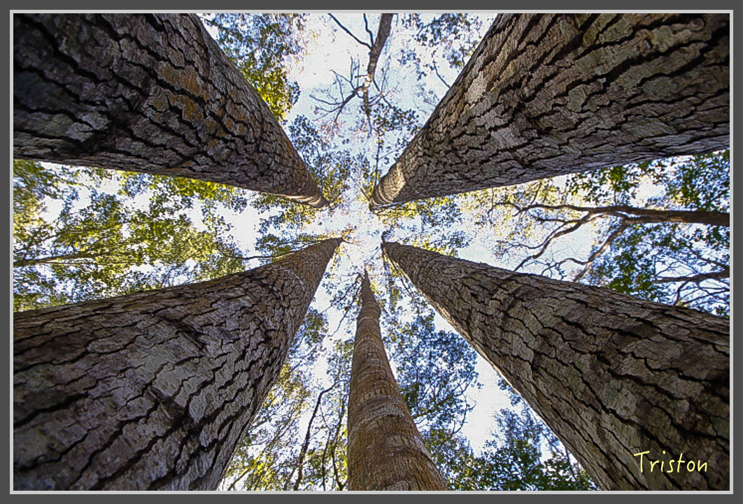 _MG_0031.jpg - 20161203 鎮西堡