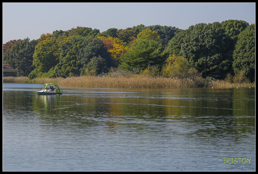 _H1A1810.jpg - 20171103 日本只見線、會津若松五色沼、昭和記念公園賞紅葉
