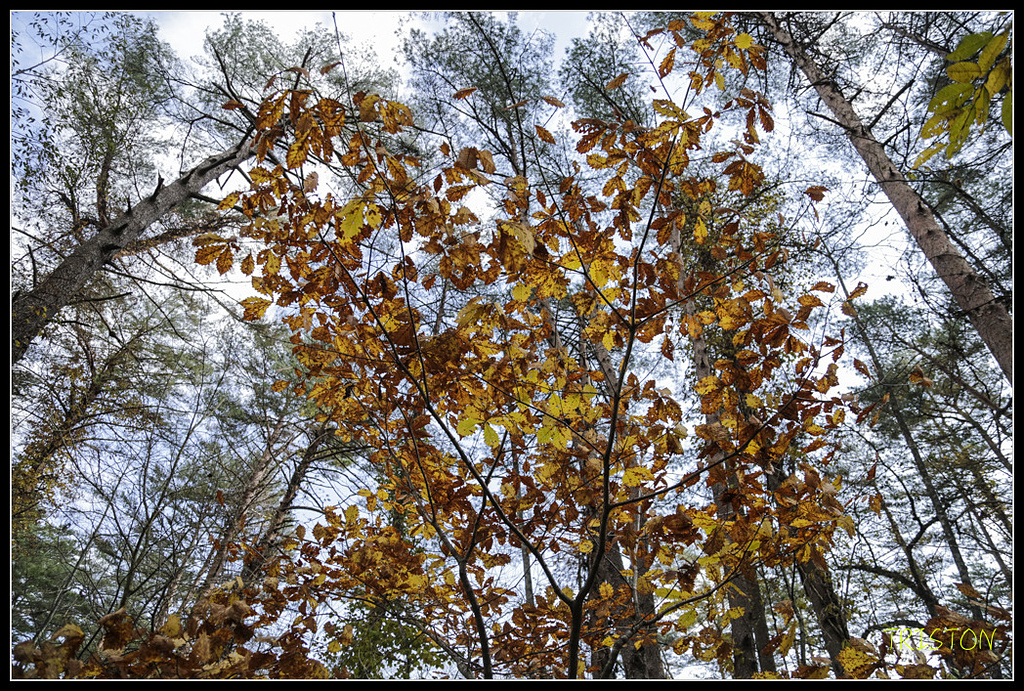 _H1A1256.jpg - 20171103 日本只見線、會津若松五色沼、昭和記念公園賞紅葉