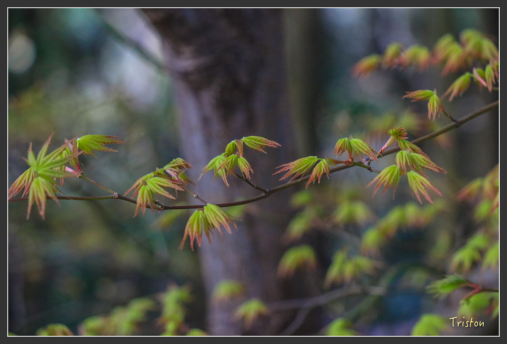 IMG_4149.jpg - 20160323 日本熊野古道健行