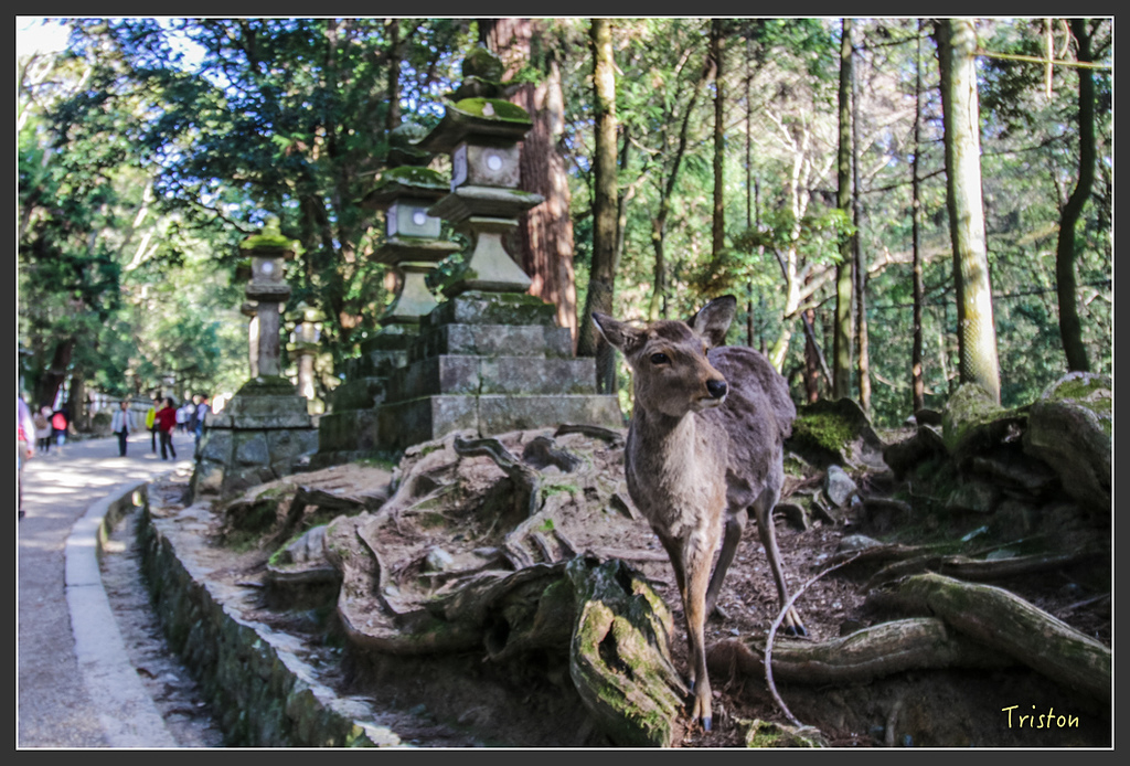 IMG_4028.jpg - 20160323 日本熊野古道健行