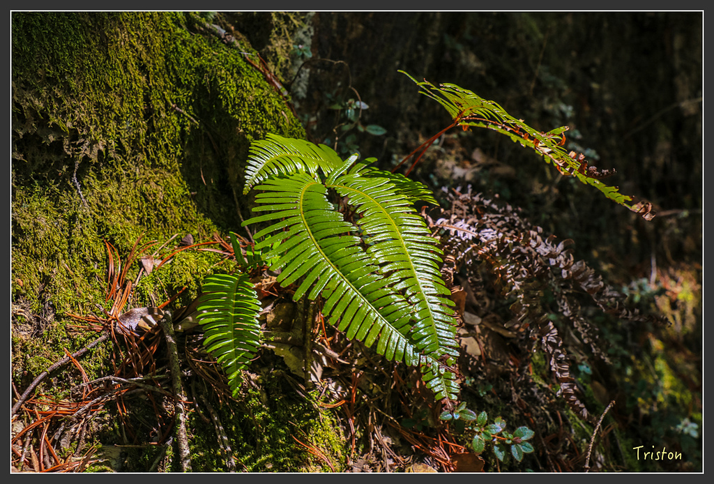 IMG_5072.jpg - 20160323 日本熊野古道健行