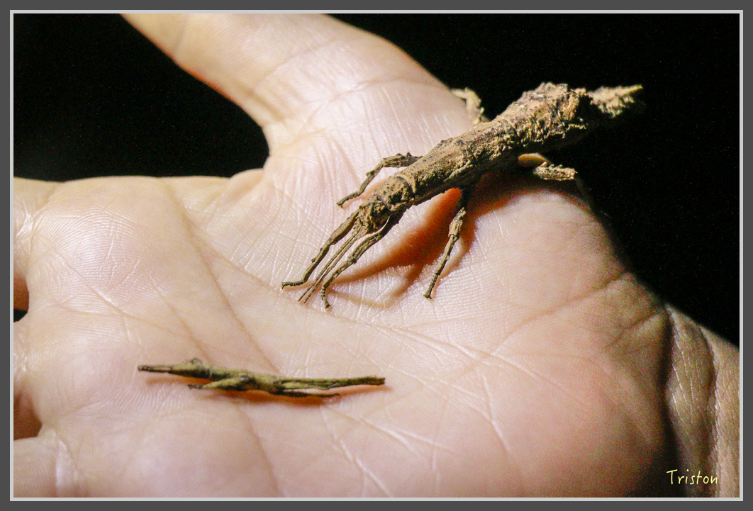 _MG_9354.jpg - 20160717 峰老師夜觀