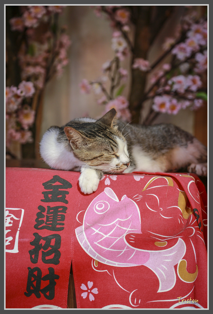 50 JH1A9733.jpg - 20160801 父子親子遊東北角