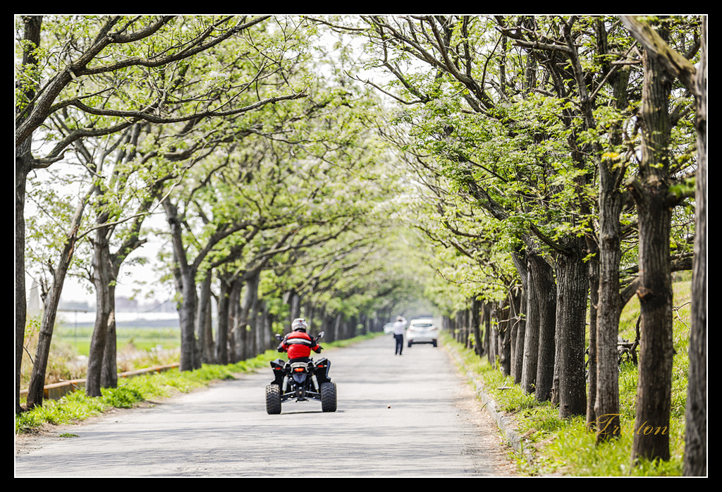 _H1A2967.jpg - 20170328 嘉義苦楝花隧道