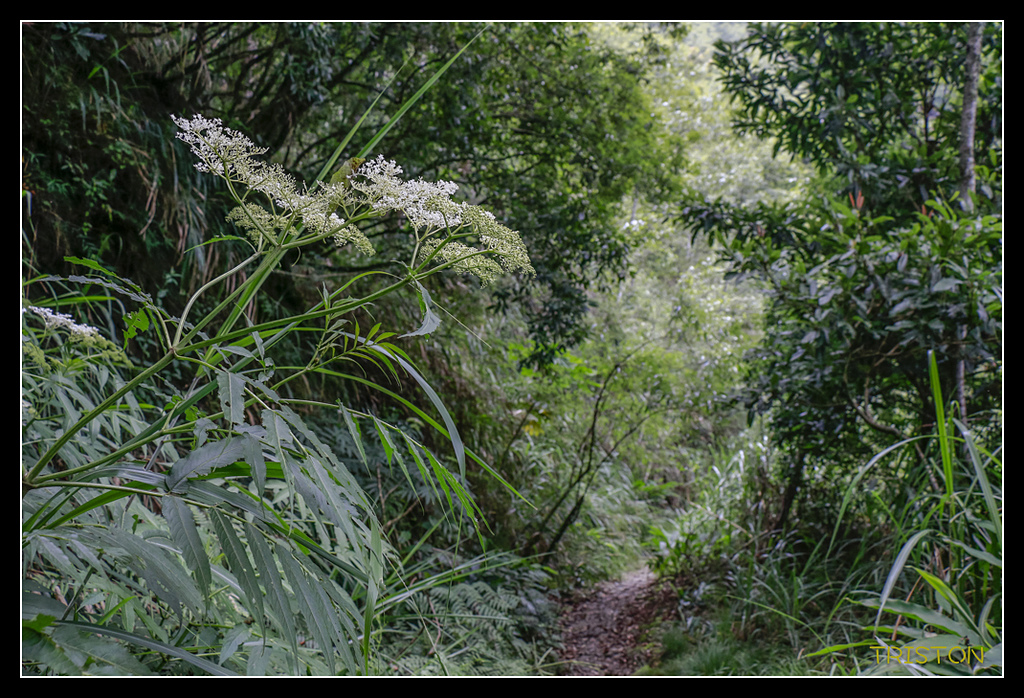 _MG_0403.jpg - 20170723 水漾森林