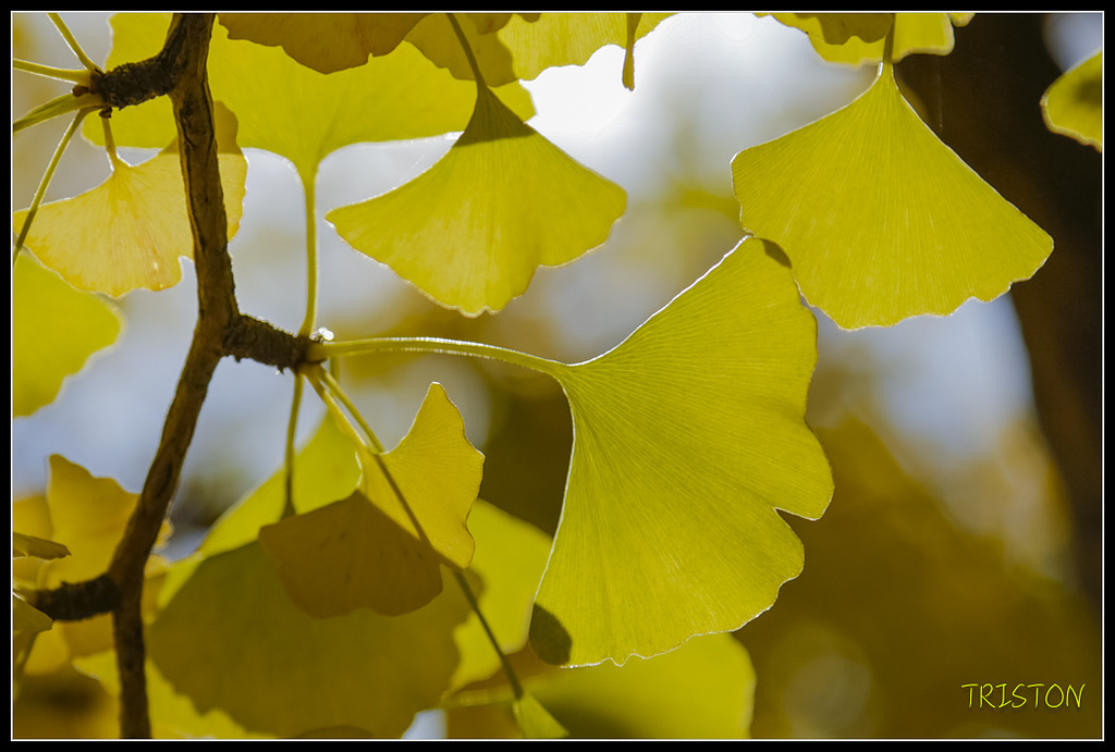 _H1A1822.jpg - 20171103 日本只見線、會津若松五色沼、昭和記念公園賞紅葉