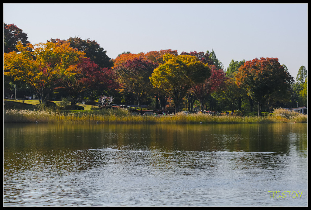 _H1A1813.jpg - 20171103 日本只見線、會津若松五色沼、昭和記念公園賞紅葉