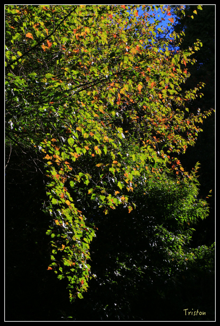 IMG_9218.jpg - 20151130 小笠原山、對高岳