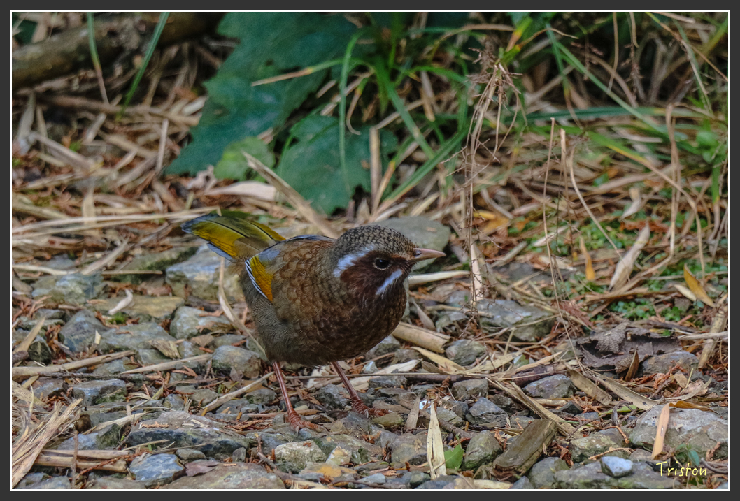 IMG_1096.jpg - 20151219 鳶嘴稍來山、小雪山林道