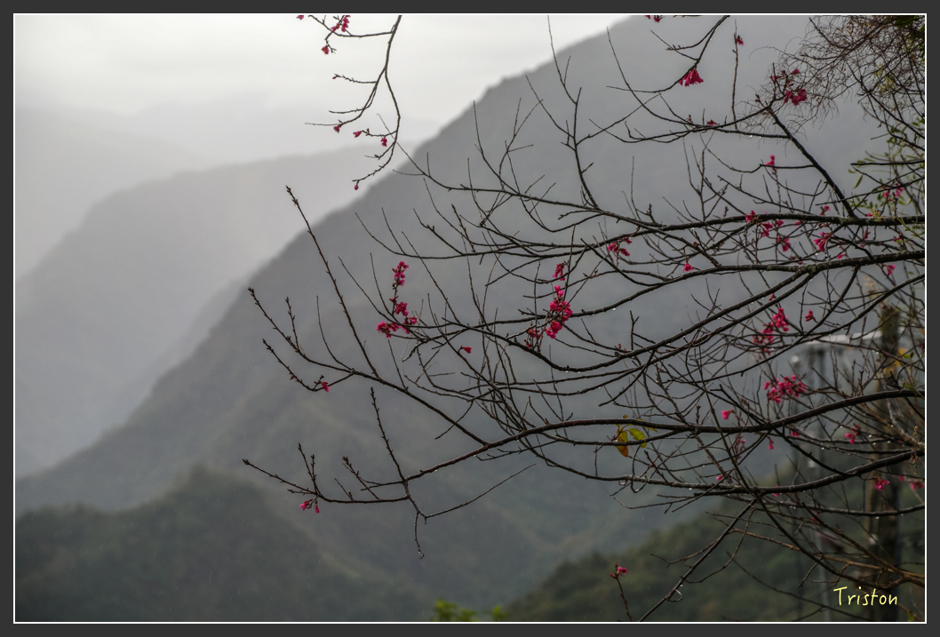 JH1A8123.jpg - 20160111 吉露、阿禮部落