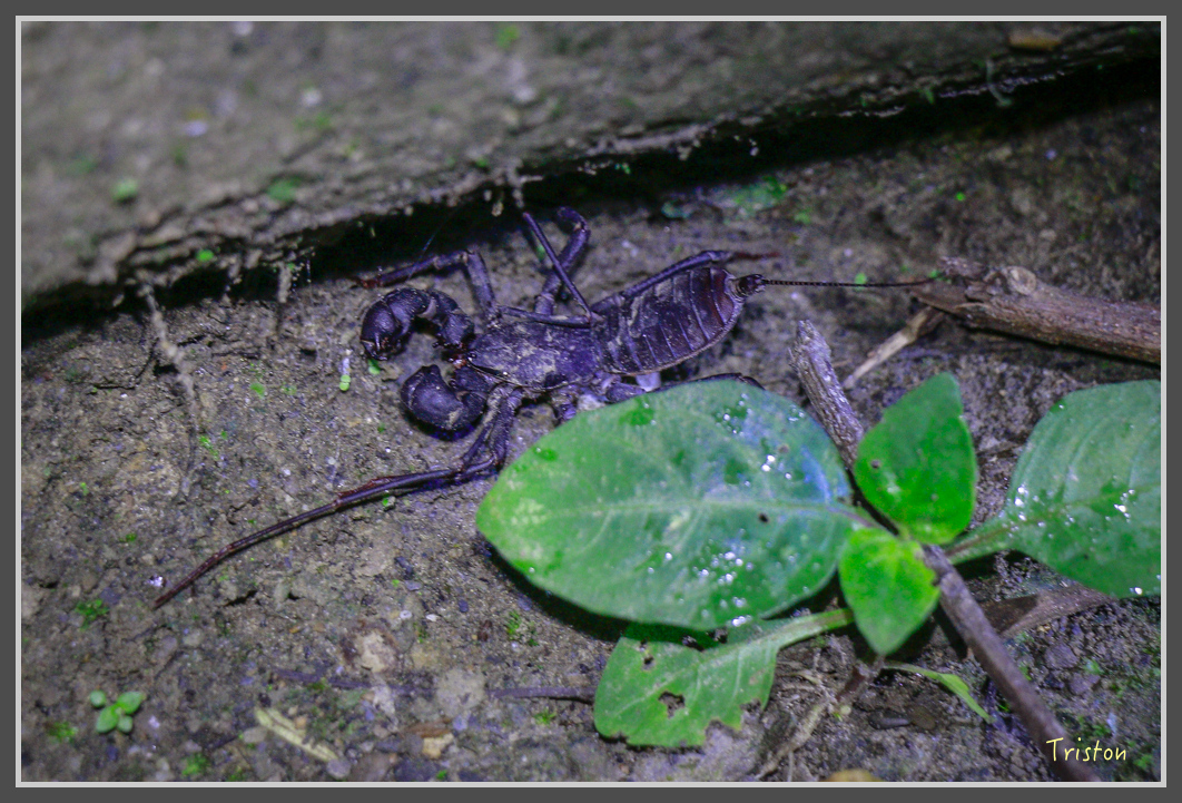 _MG_9232.jpg - 20160717 峰老師夜觀