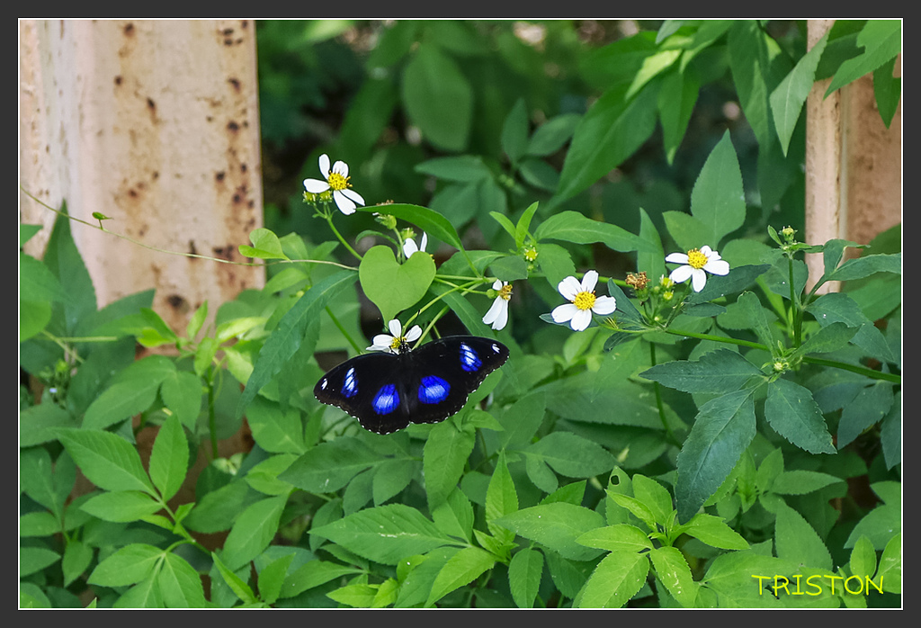 _H1A7148.jpg - 20170916 中央號誌站、枋山車站、南迴線