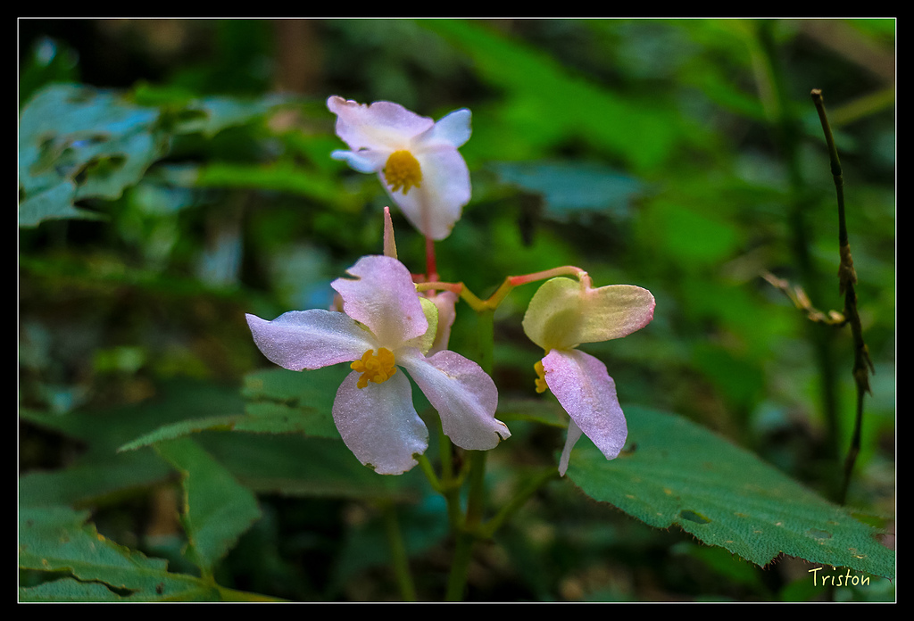 IMG_8299.jpg - 20150926 大凍山切霹靂山 抵龍雲山莊