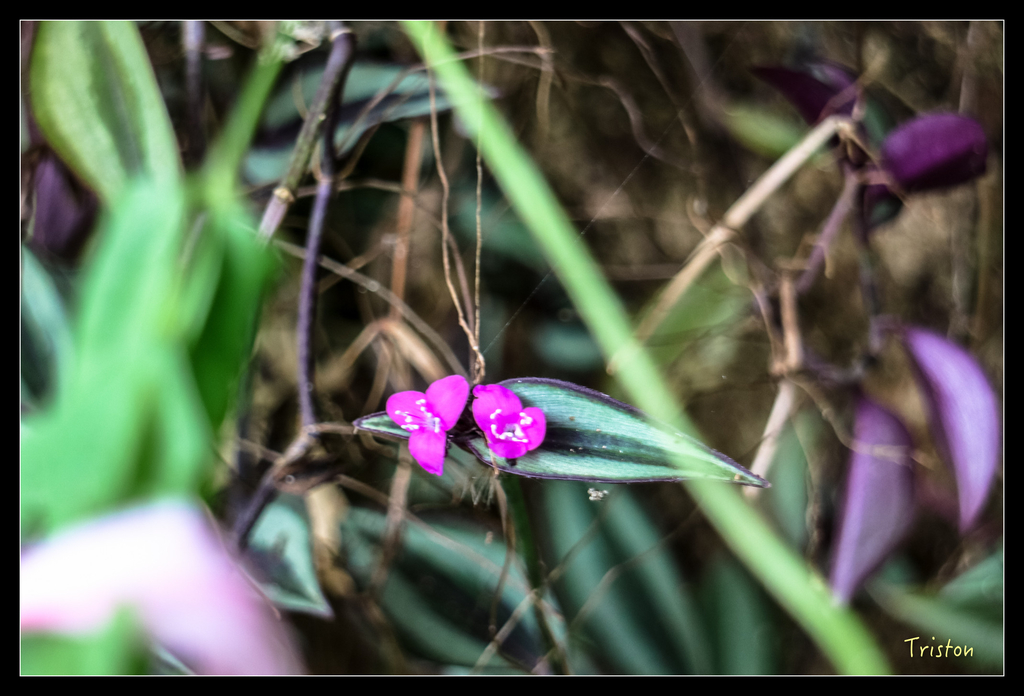IMG_0707.jpg - 20151115 獨立山步道