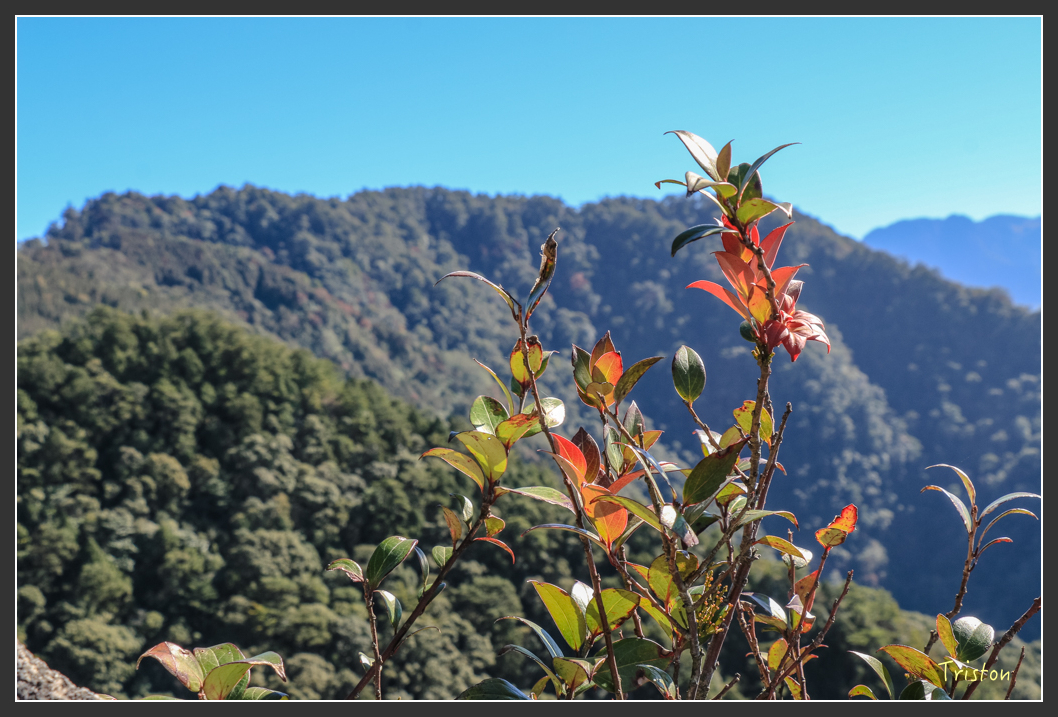 IMG_0499.jpg - 20151219 鳶嘴稍來山、小雪山林道