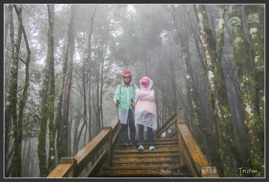 IMG_3254.jpg - 20160227 觀霧森林步道