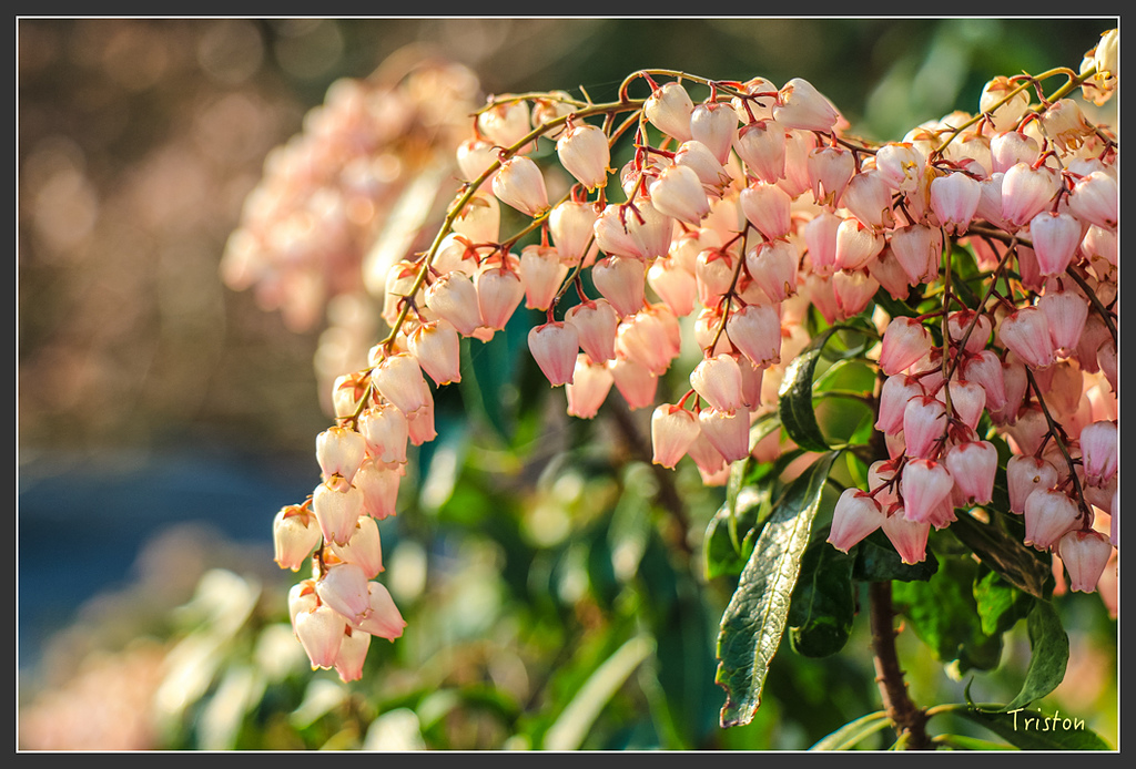 IMG_4291.jpg - 20160323 日本熊野古道健行